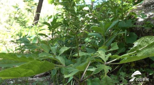 濰坊人參生態種植蓬勃發展，產品創新助力中醫藥產業升級