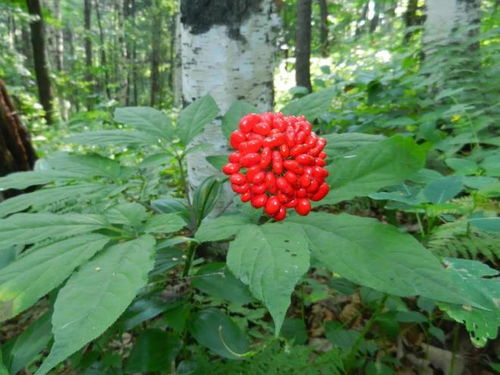 通化人參產業上半年綜合產值突破200億元，西洋參成重要增長點
